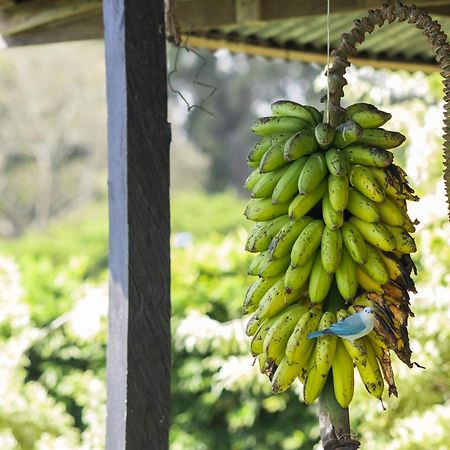 דירות Concepcion  Coffee Garden Ranch Costa Rica מראה חיצוני תמונה