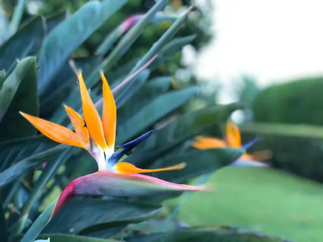 דירות Concepcion  Coffee Garden Ranch Costa Rica מראה חיצוני תמונה