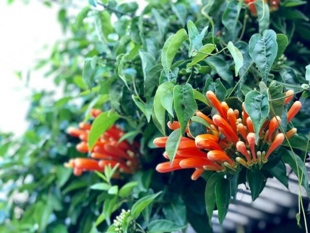 דירות Concepcion  Coffee Garden Ranch Costa Rica מראה חיצוני תמונה