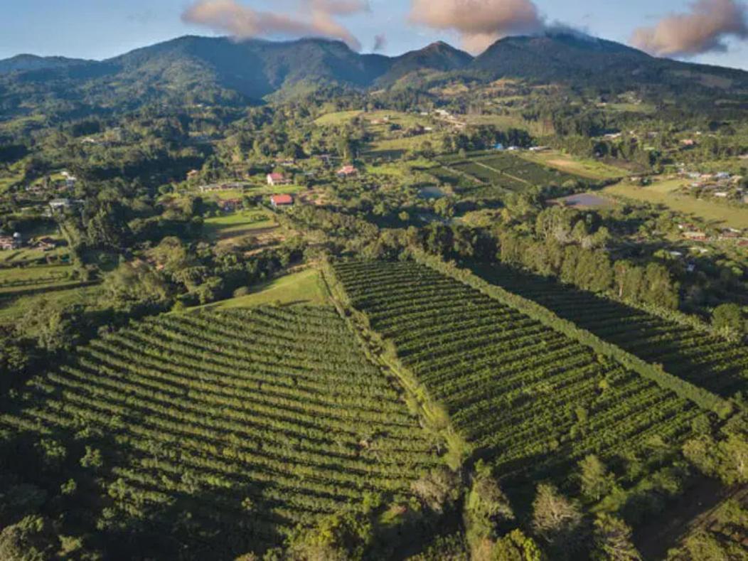 דירות Concepcion  Coffee Garden Ranch Costa Rica מראה חיצוני תמונה
