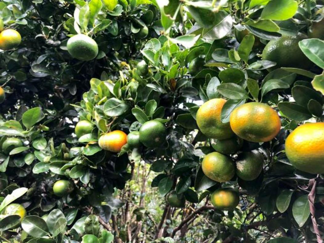 דירות Concepcion  Coffee Garden Ranch Costa Rica מראה חיצוני תמונה