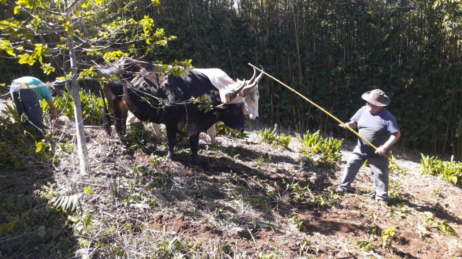 דירות Concepcion  Coffee Garden Ranch Costa Rica מראה חיצוני תמונה