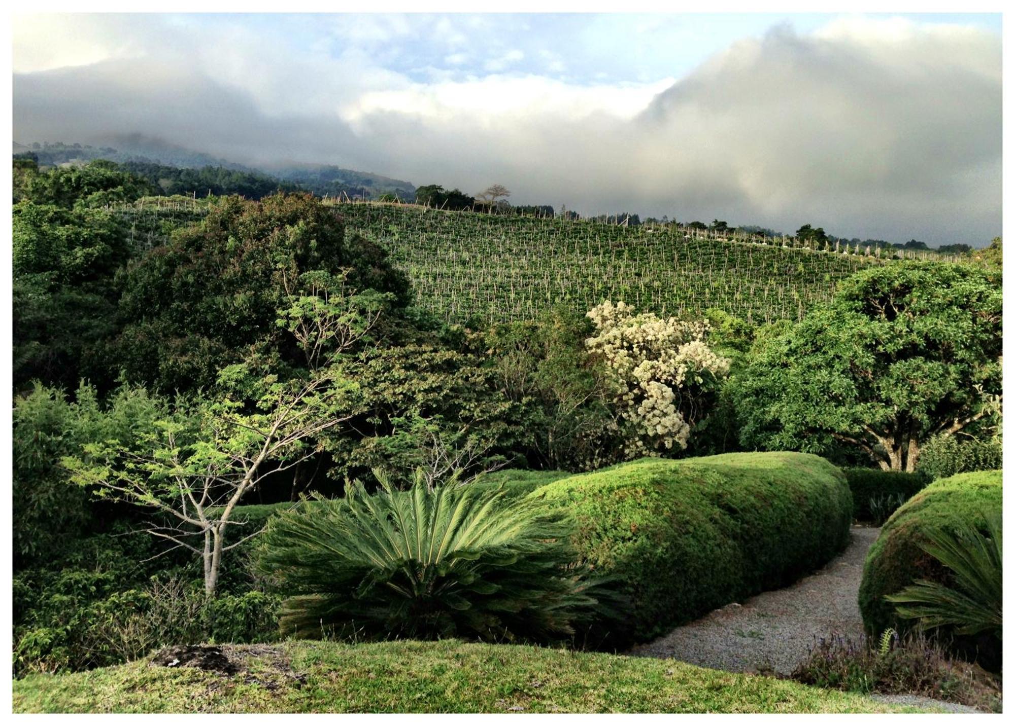 דירות Concepcion  Coffee Garden Ranch Costa Rica מראה חיצוני תמונה