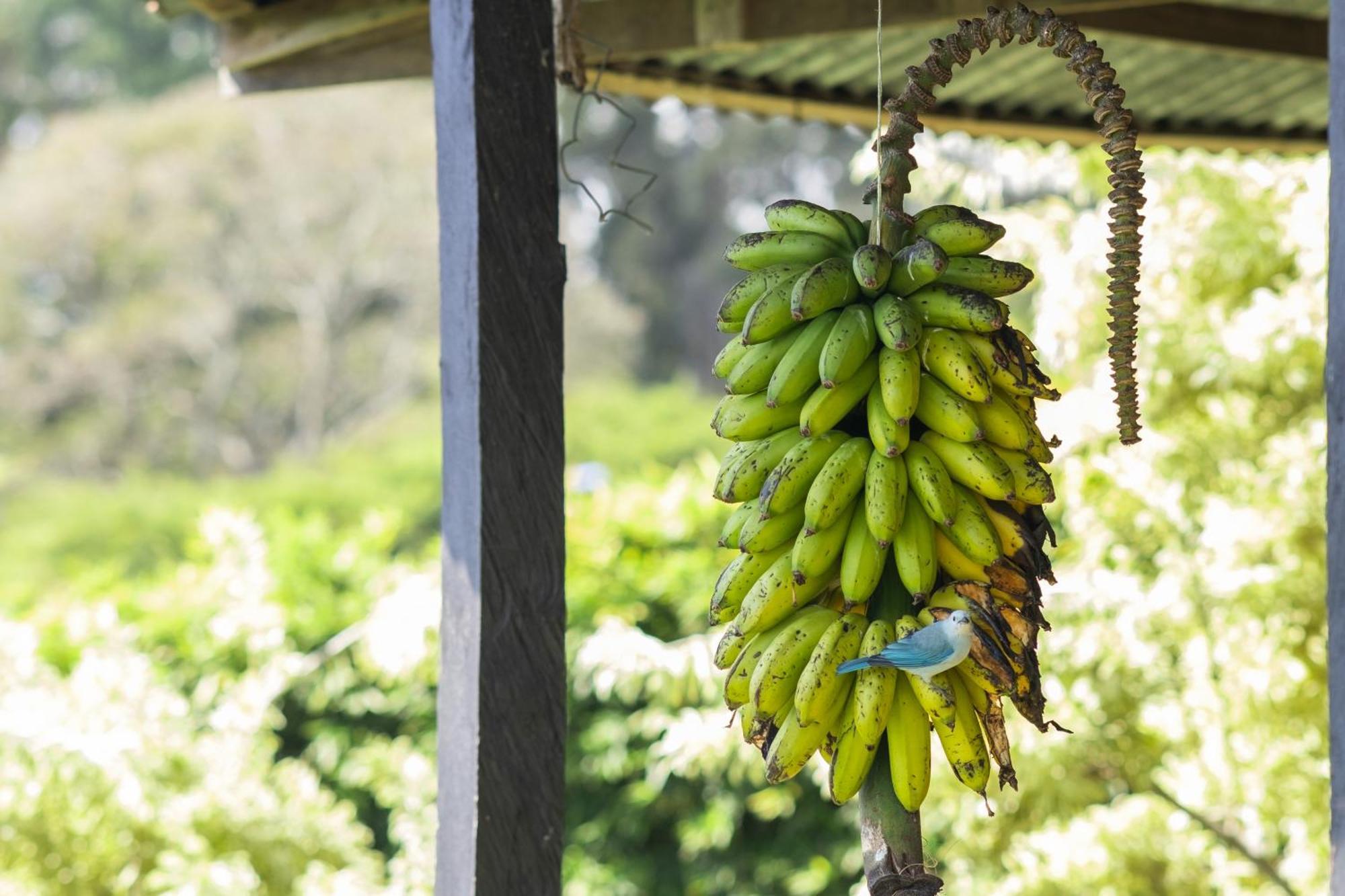 דירות Concepcion  Coffee Garden Ranch Costa Rica מראה חיצוני תמונה